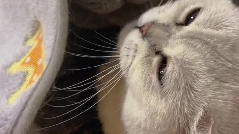 Cute cat