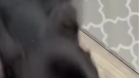 Hilarious animal antics