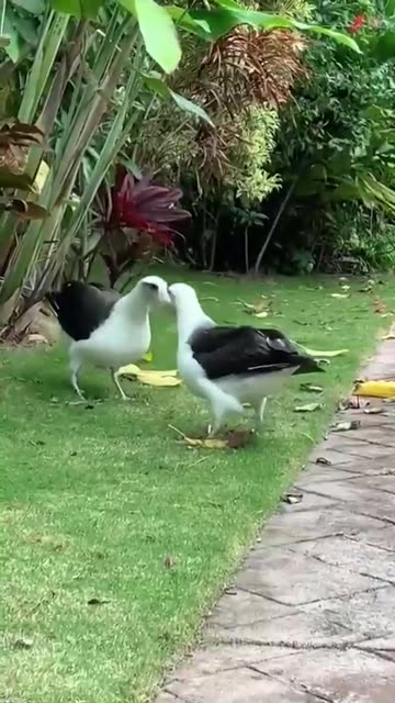When witnessed a fascinating conversation between albatrosses.