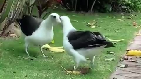 When witnessed a fascinating conversation between albatrosses.