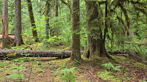 S01E02_WA-Hoh-Rain-Forest-and OP