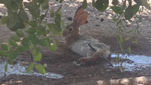 Bunny Cooling Off in the Arizona Heat