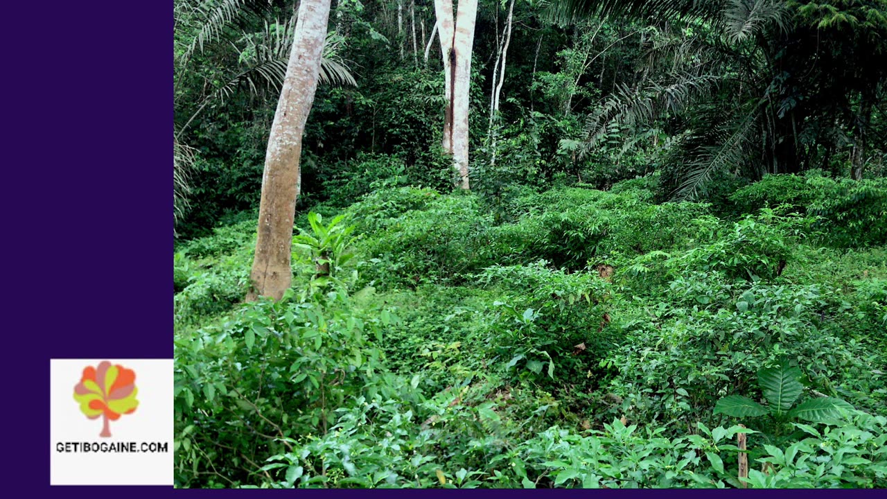 OPIOID ADDICTION AND IBOGAINE FOR TREATMENT