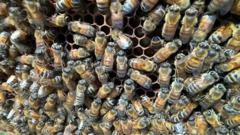 Bees are Going Extinct, Go Look on your Clover... Chemtrails Killing All Life