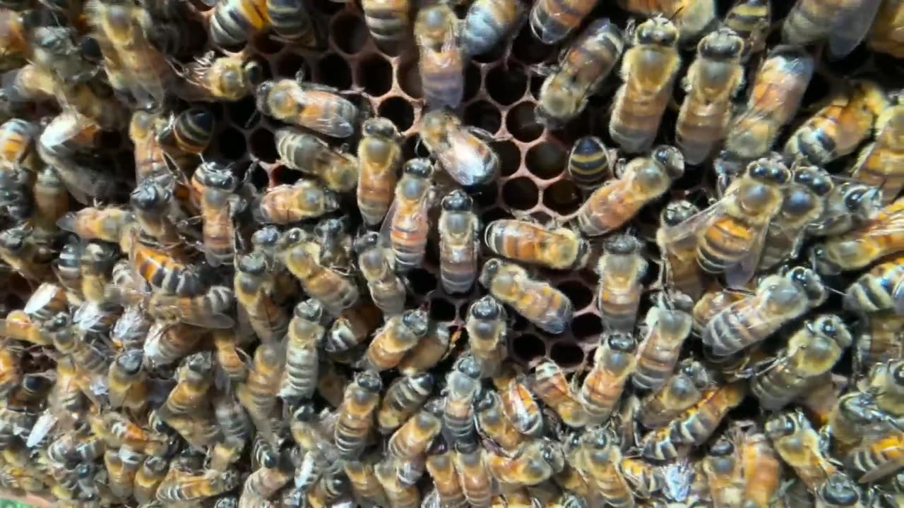Bees are Going Extinct, Go Look on your Clover... Chemtrails Killing All Life
