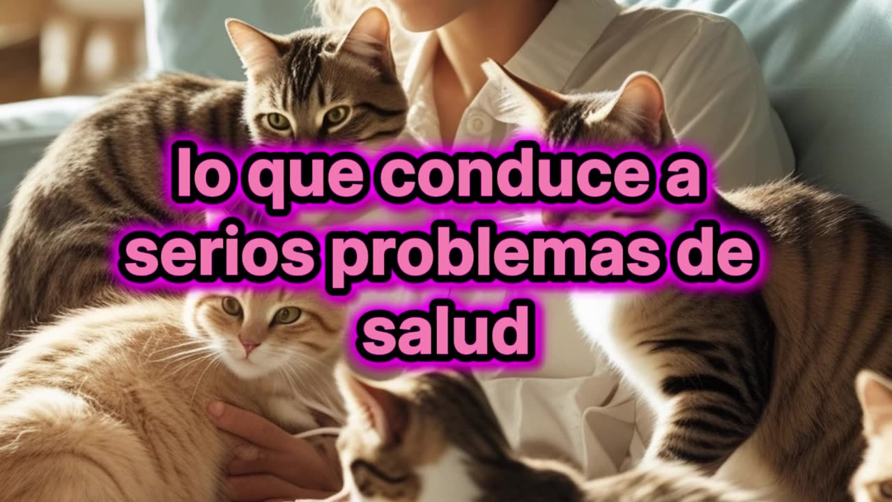 Qué es la ailurofilia