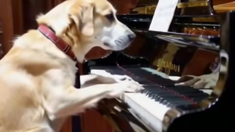#ai #animal #piano #dog #fyp