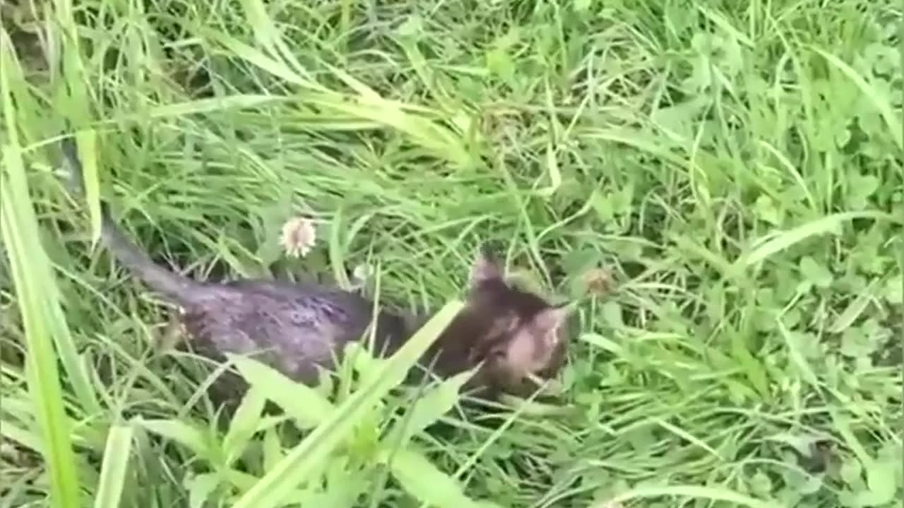 "Compilation of Cats Being TOO Dramatic for No Reason"