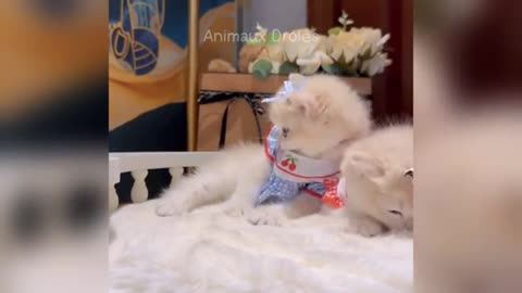 Funny Animals are more funnier than ever