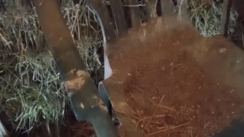 Partridge Chantecler
