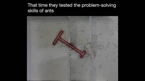 The Incredible Problem-Solving Skills of Ants