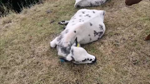😂🐶 That Can't Be Comfortable, Custard! | FunFM