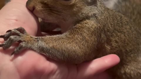 Pet Squirrel Comes To Owner For Comfort