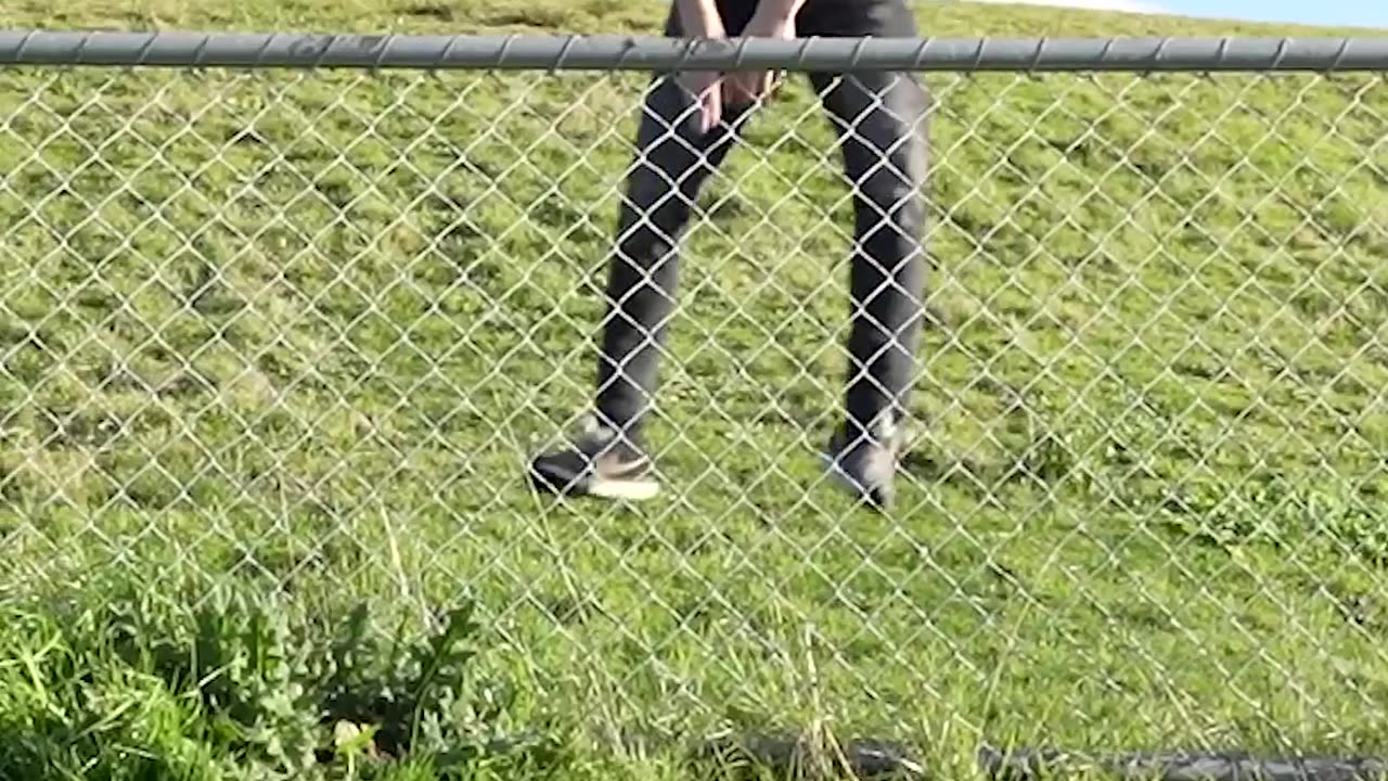 different ways animals path the fence