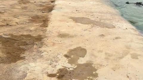 Crocodile： Don't come any closer