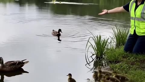 Duckling saves people from landslides