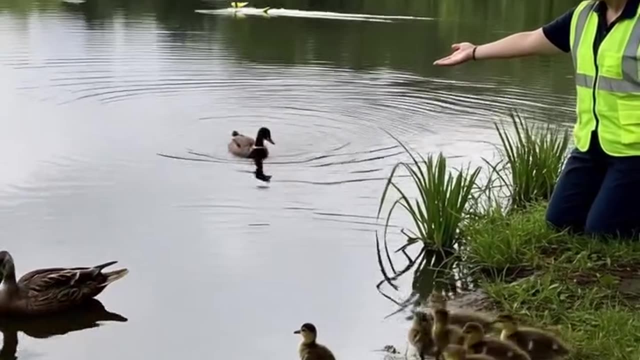 Duckling saves people from landslides