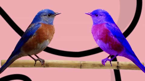 how to defuse a bomb (birb brain style)