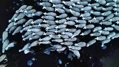 Island Lights – Tropical House Evening Mix