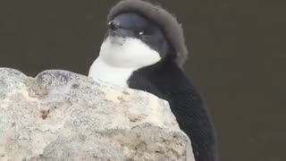 Fat Baby Penguin