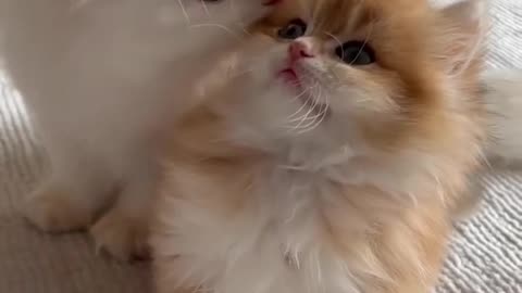Funny & Cute Cats 🐱 | Viral Shorts Collection