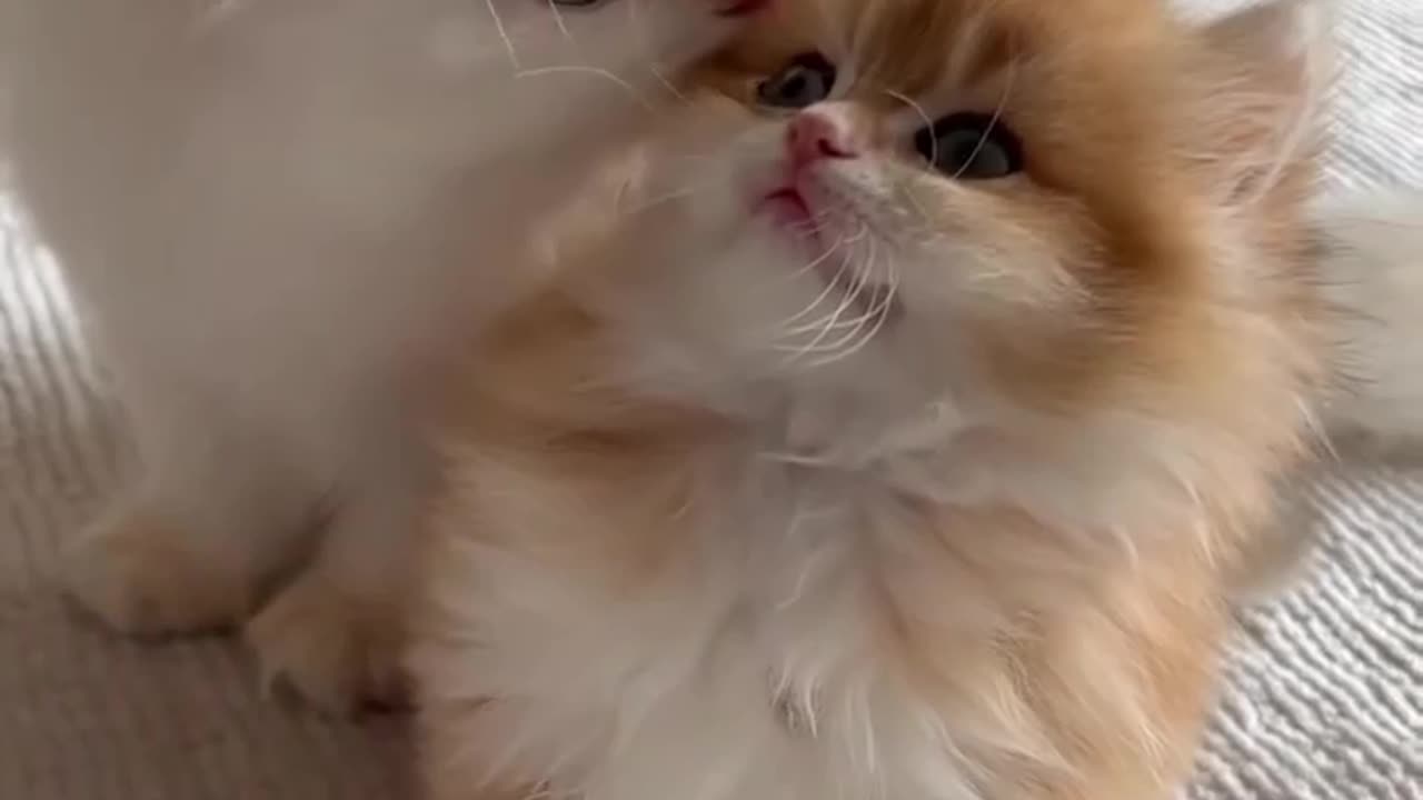 Funny & Cute Cats 🐱 | Viral Shorts Collection
