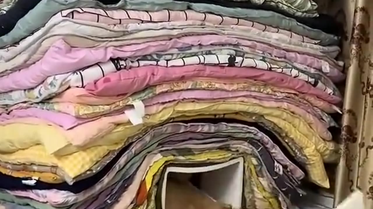 funny videos