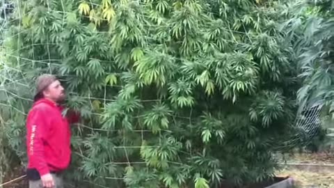 SUN GROWN CANNABIS TREE WITH GIANT BUDS @stickyfields
