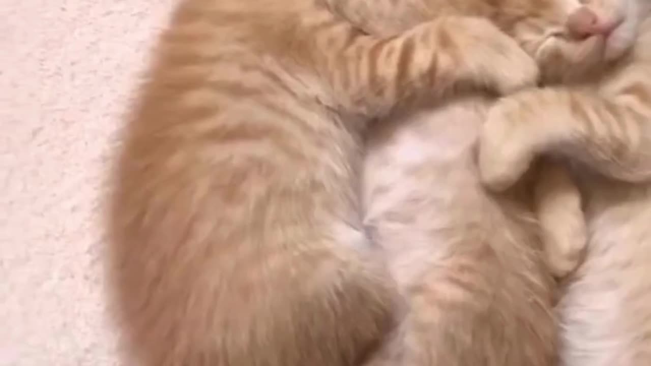 Mommy & Meow! π»πΎ Heartwarming Mama Cat & Her Adorable Kittens! πΌπ #CatMomLove"