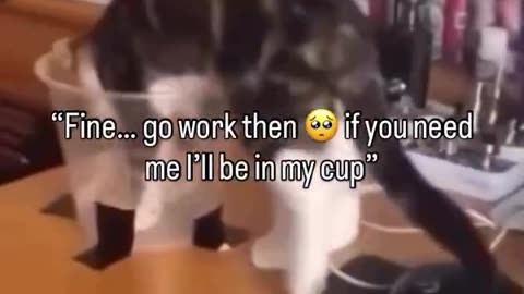 Cat Cup