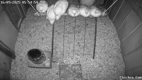 Millar Time Chicken Cam