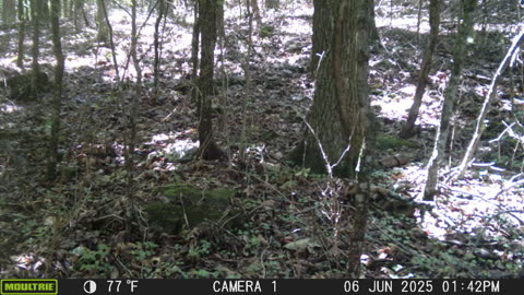 Bobcat