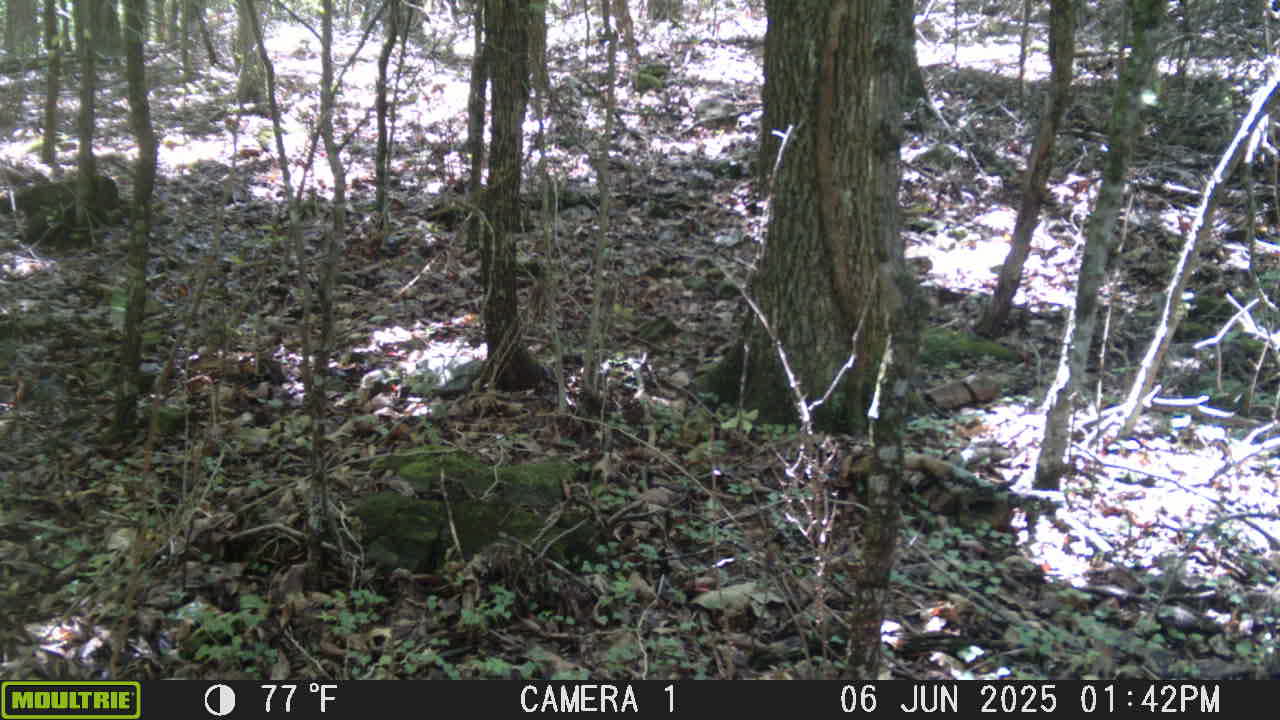 Bobcat