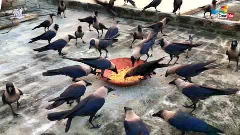 Beautiful Crow Video Feeding Together | Crow bird crowing sounds to attract crows On Food,