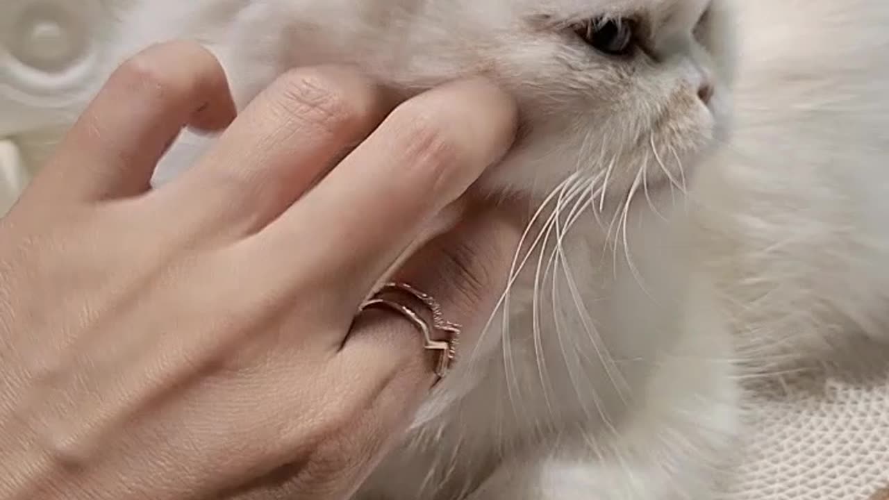Cute butler and cat