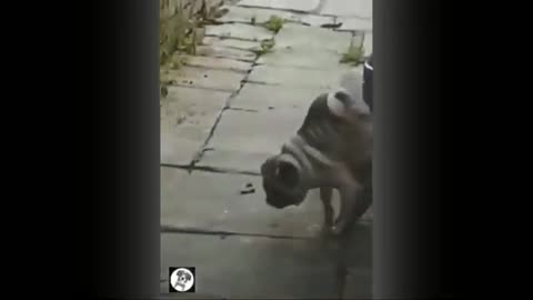 adorably cute funny animals