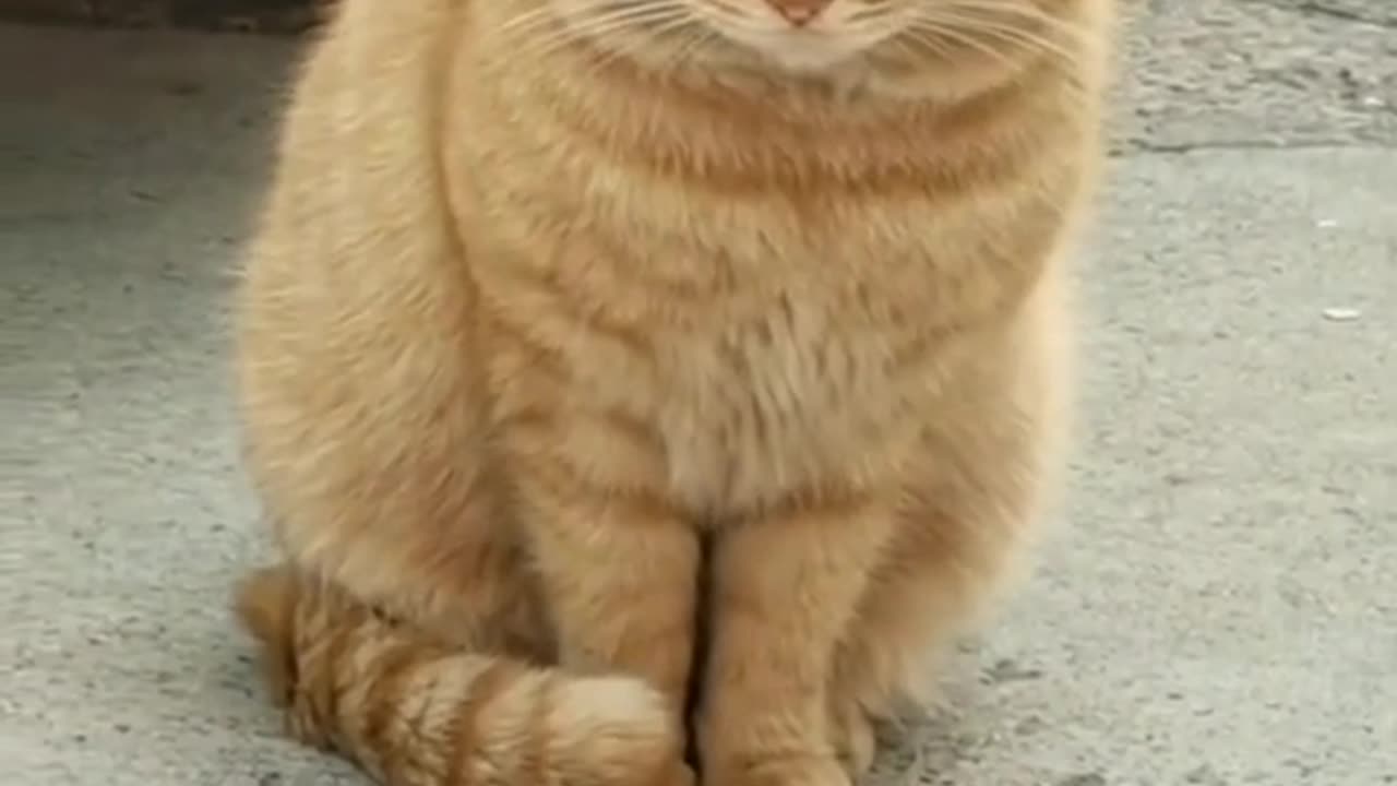 Kucing gendut yang lucu