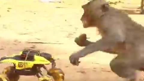 Monkey video Prank monkey
