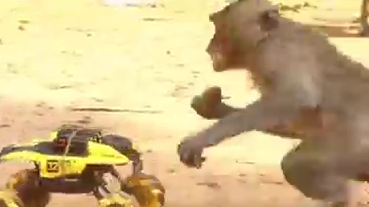Monkey video Prank monkey