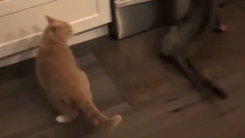🐶😹 My Dog Breaks Up the Cat Fight Hilariously! | FunFM