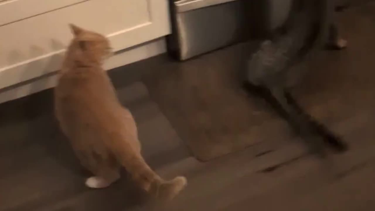 🐶😹 My Dog Breaks Up the Cat Fight Hilariously! | FunFM
