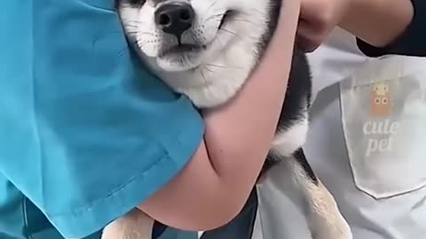 Try not to laugh! 😂 #funny #animalvideos #cute