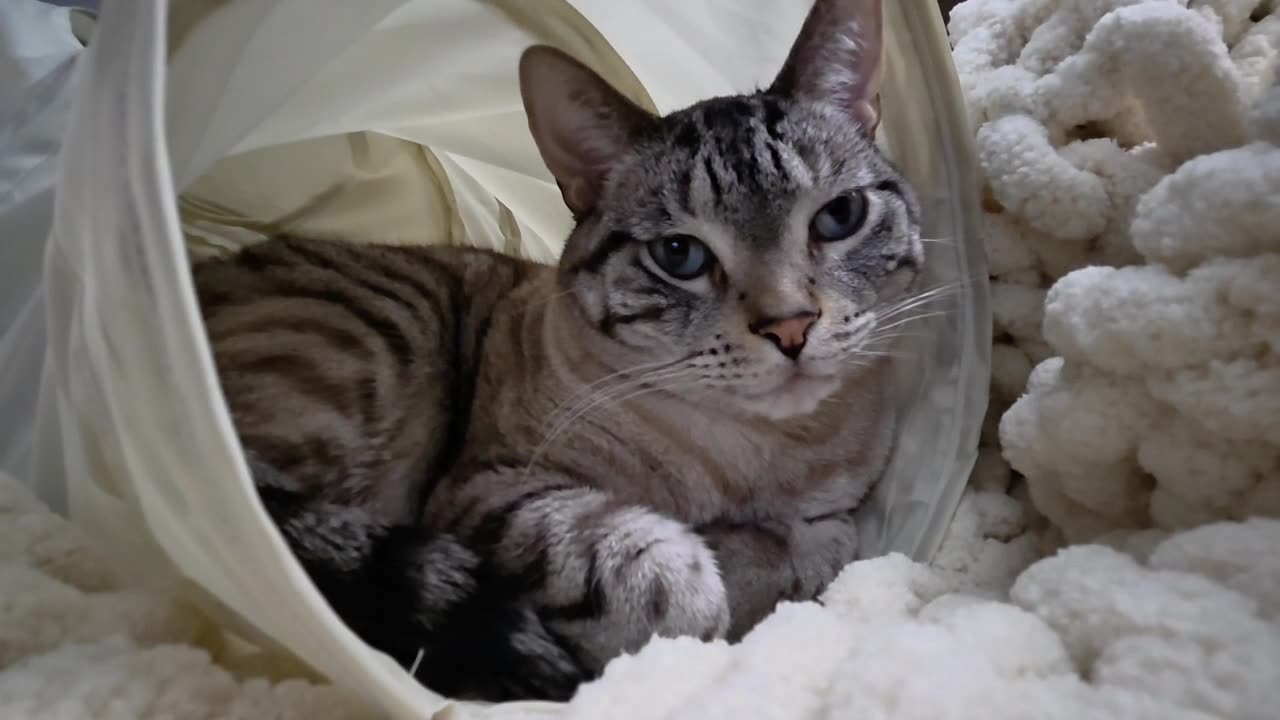 Ultimate Cat Relaxation: Adorable Snuggle Session You Can’t Miss