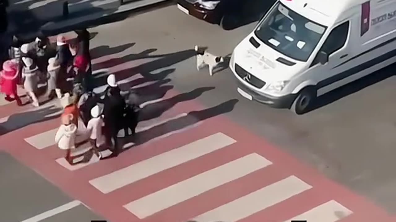 Pets Being Goofy – You Can’t Stop Watching!