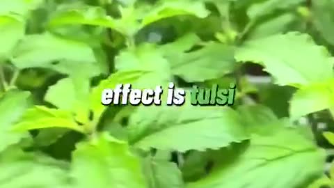 Powerful herbs, Natures medicine!