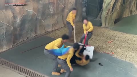 Bear Attack in Chinese Zoo