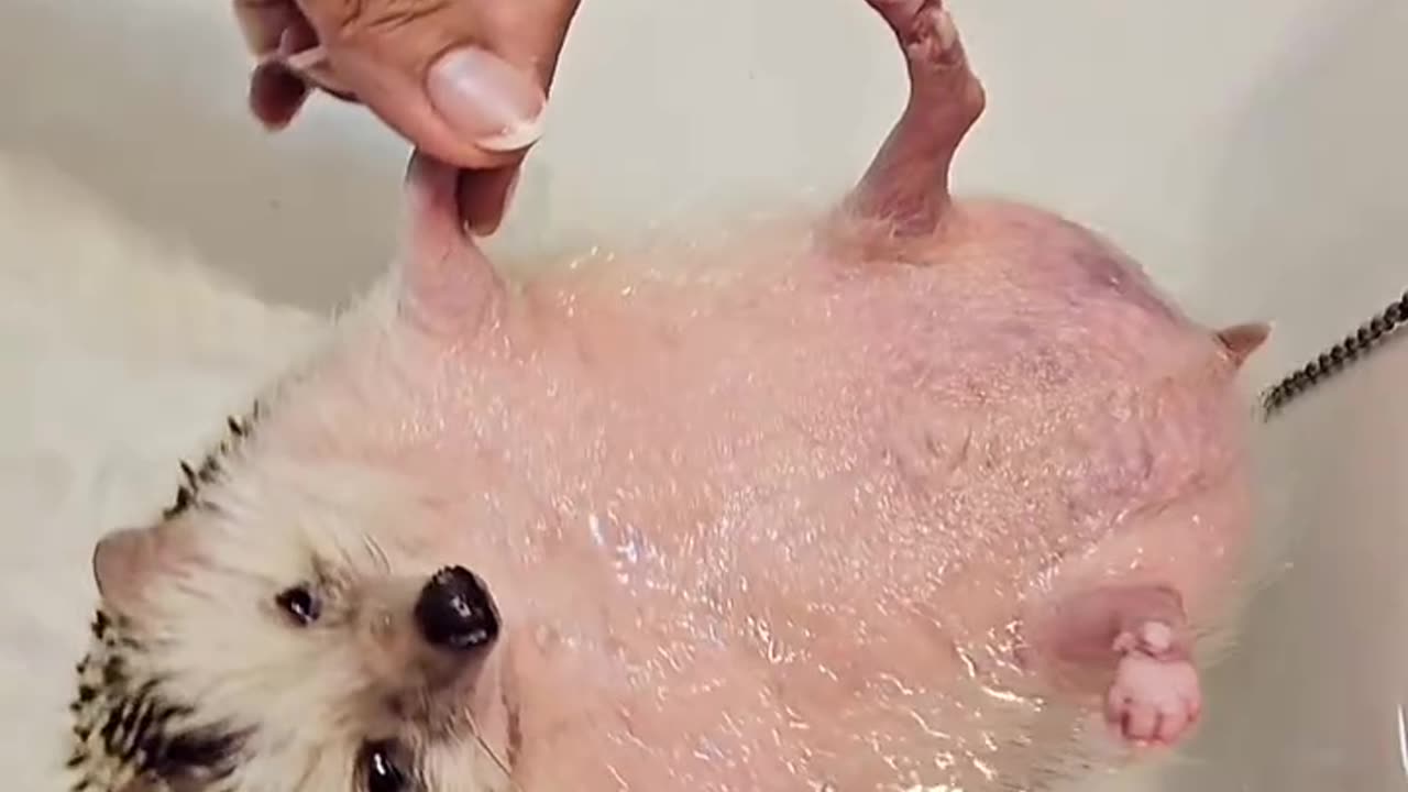 Relaxing Hedgehog
