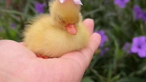 Cutest Little Duckling Ever – So Sweet and Adorable! 🐥💛