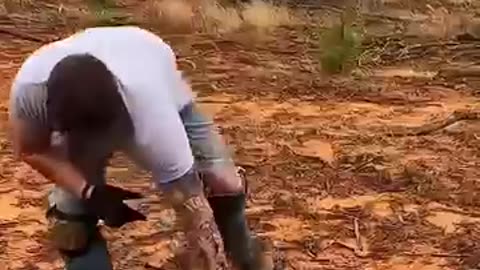 Wild life animals