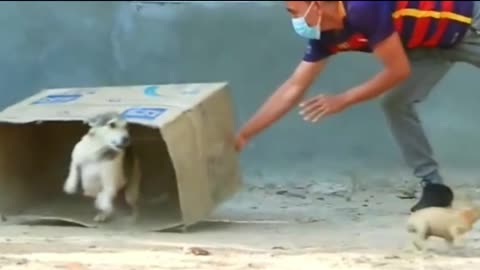 Unlimited Dog's Comedy videos 🤣 so cute videos 😍 funny videos 🤣